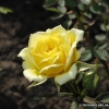 Yellow Doll